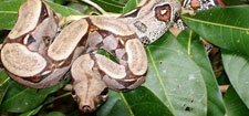 Peru-Amazon-Complete Manu Biosphere Reserve Experience